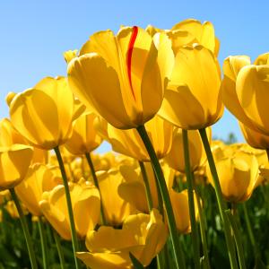 Spring Paradise Spring Paradise