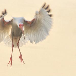 White Ibis White Ibis