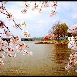 Cherry Blossom Cherry Blossom
