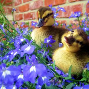 Lucky Duckies Lucky Duckies
