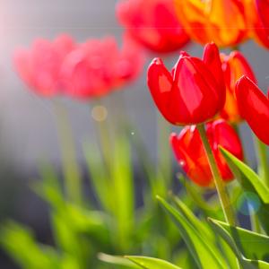 Summer's Sunny Tulips Summer's Sunny Tulips
