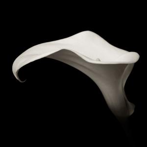 Calla Lily Calla Lily