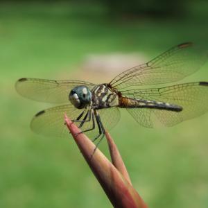 Dragonfly Dragonfly
