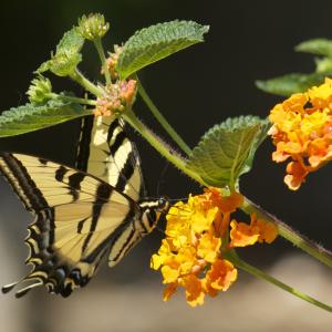 Butterfly Butterfly