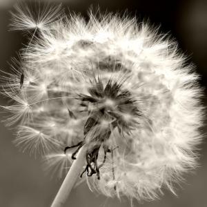 make a wish! make a wish!