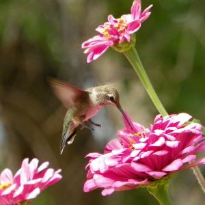 Hummingbird at home, Cast Hummingbird at home, Cast