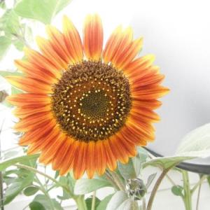 Mexican Sunflower Mexican Sunflower