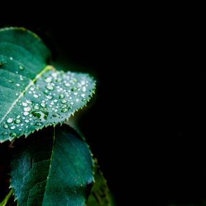 Diamonds of Rain Diamonds of Rain
