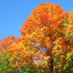 blazing tree blazing tree