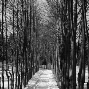 A Path Less Taken A Path Less Taken