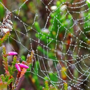 Dew drops on a Spiderweb Dew drops on a Spiderweb