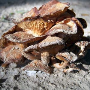Mushroom Cluster Mushroom Cluster