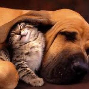 Dog and cat Dog and cat