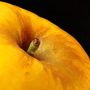 Yellow Apple Yellow Apple