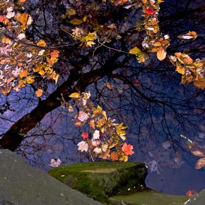 Reflections of autumn Reflections of autumn