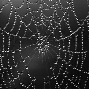 Fog gathered on web Fog gathered on web