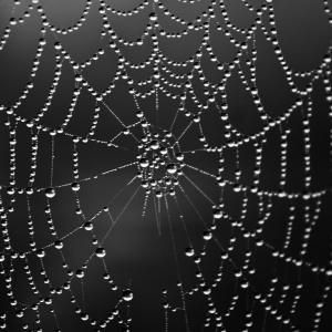 Fog gathered on web Fog gathered on web