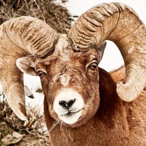 Big Horn Sheep Big Horn Sheep