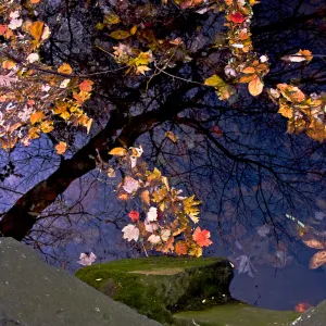 Reflections of autumn Reflections of autumn