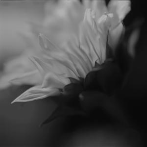 Daisy Daisy