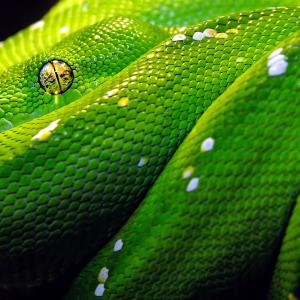 Green Tree Python Green Tree Python
