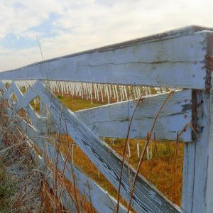 The Icy Fence Row The Icy Fence Row