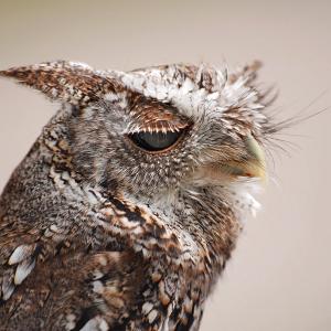 Winking Winking