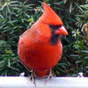 Male Cardinal in Winter Male Cardinal in Winter