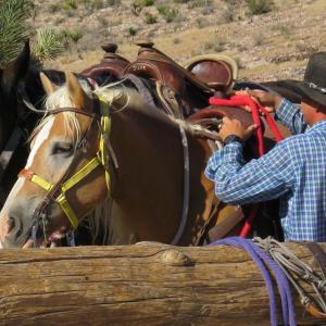 Saddling Up Saddling Up