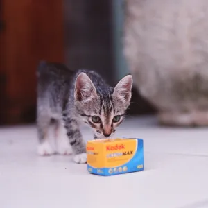 Experimentando o filme Experimentando o filme