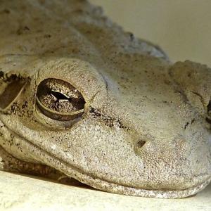 Let Sleeping Frogs Lie Let Sleeping Frogs Lie
