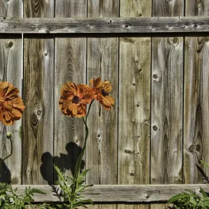 Flowers and Fences Flowers and Fences