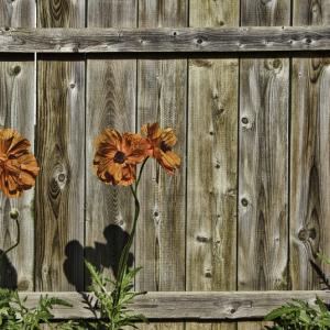 Flowers and Fences Flowers and Fences