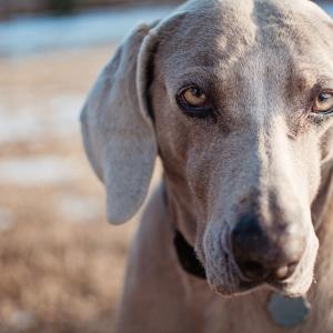 Weimaraner Weimaraner