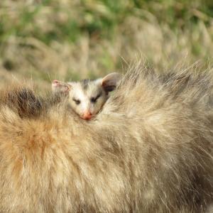 Baby Opossum Baby Opossum