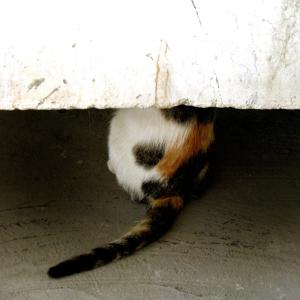 hide and seek hide and seek