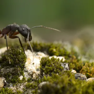 Ant Ant