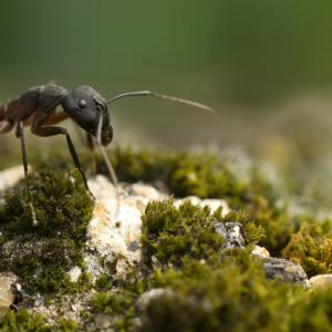 Ant Ant