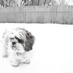Puppy's Snow Day Puppy's Snow Day