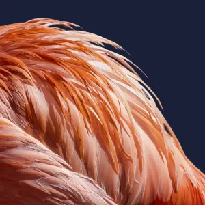 Plumage Plumage