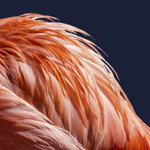 Plumage Plumage