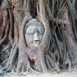 ayutthaya buddha ayutthaya buddha