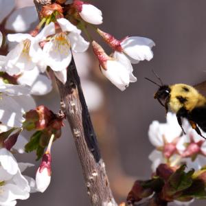 Spring at Last Spring at Last