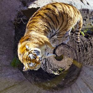 The Tiger Cave The Tiger Cave
