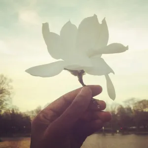 Flowers in the Sky Flowers in the Sky