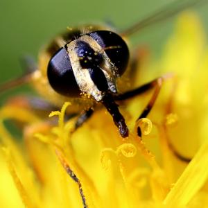 Busy Bee Busy Bee