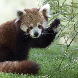 Red Panda Red Panda