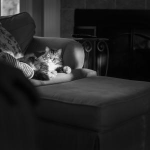 Afternoon Nap Afternoon Nap