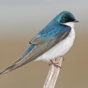 Tree Swallow Tree Swallow