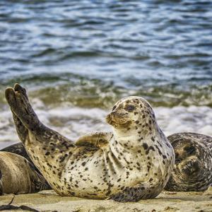 Silly Seal Silly Seal